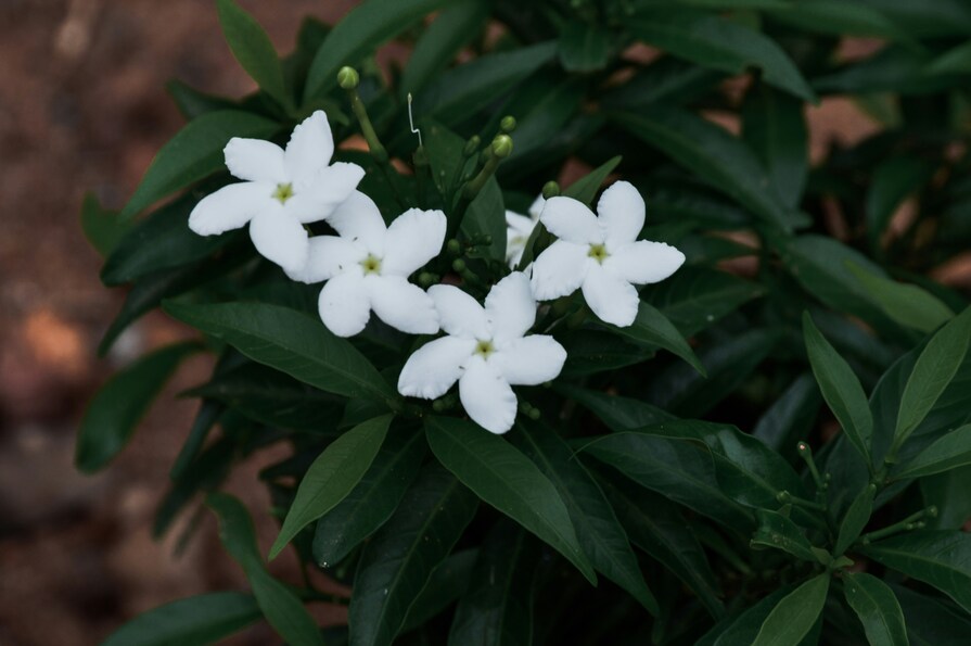 Weiße Jasminblüten in Sternform, umgeben von grünen Blättern, auf einem Strauch